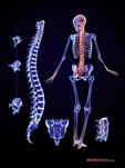 anatomy link picture