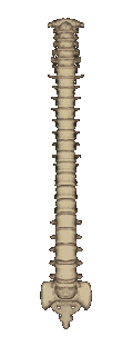 rotating spine